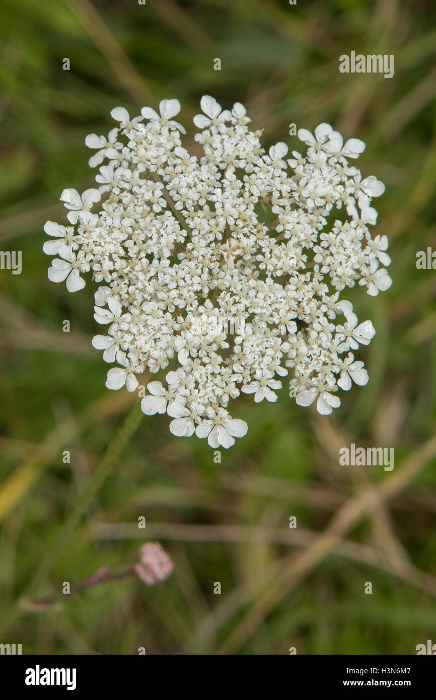 Daucus carota, Wild Carrot Stock Photo