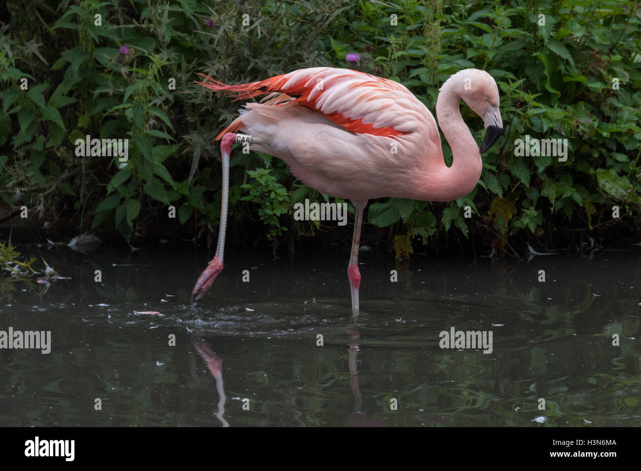 Chilean Flamingo Stock Photo