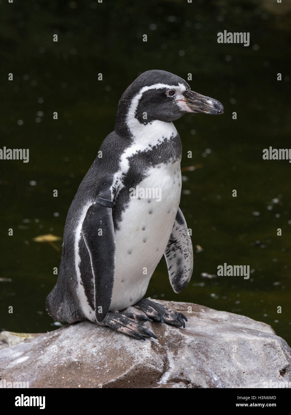 Humboldt penguin Stock Photo