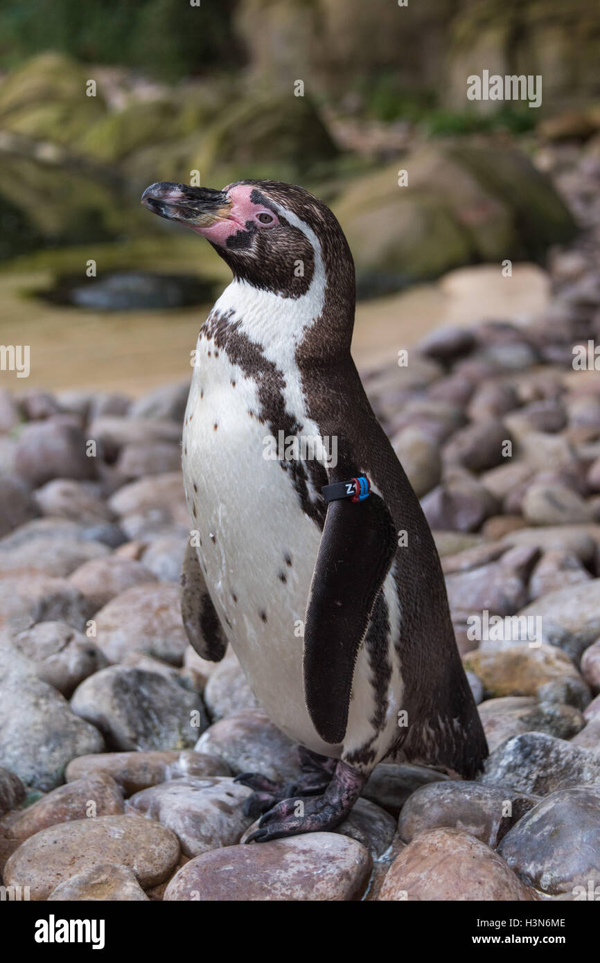 Humboldt penguin Stock Photo