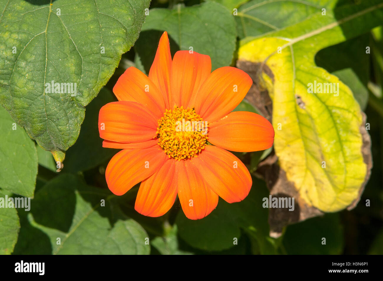 Tithonia rotondifolia 'Torch', Mexican Sunflower Stock Photo