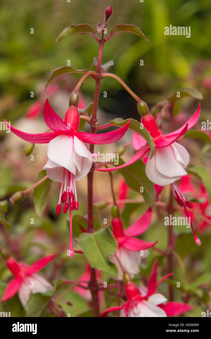 Fuchsia alice hoffman hi-res stock photography and images - Alamy