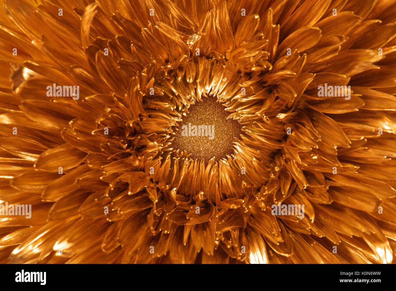 Golden chrysanthemum flower with the word Stock Photo