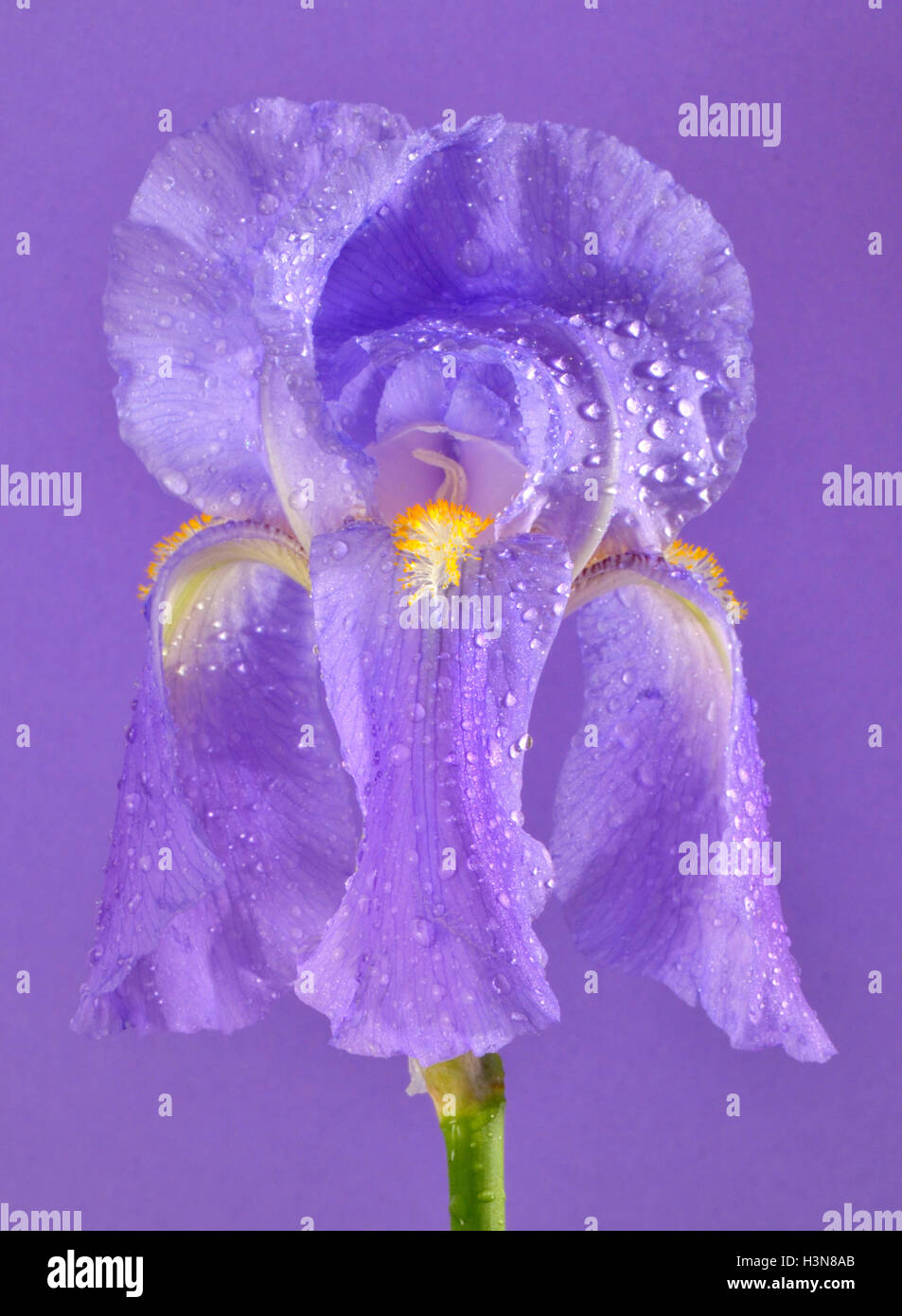 purple iris flower Stock Photo Alamy