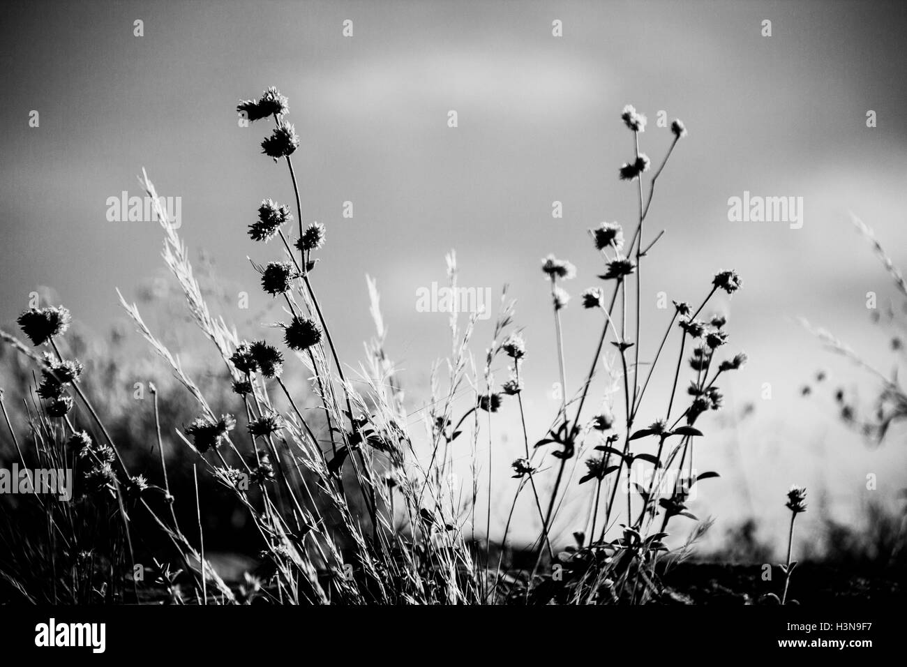 argentina leo messi jersey