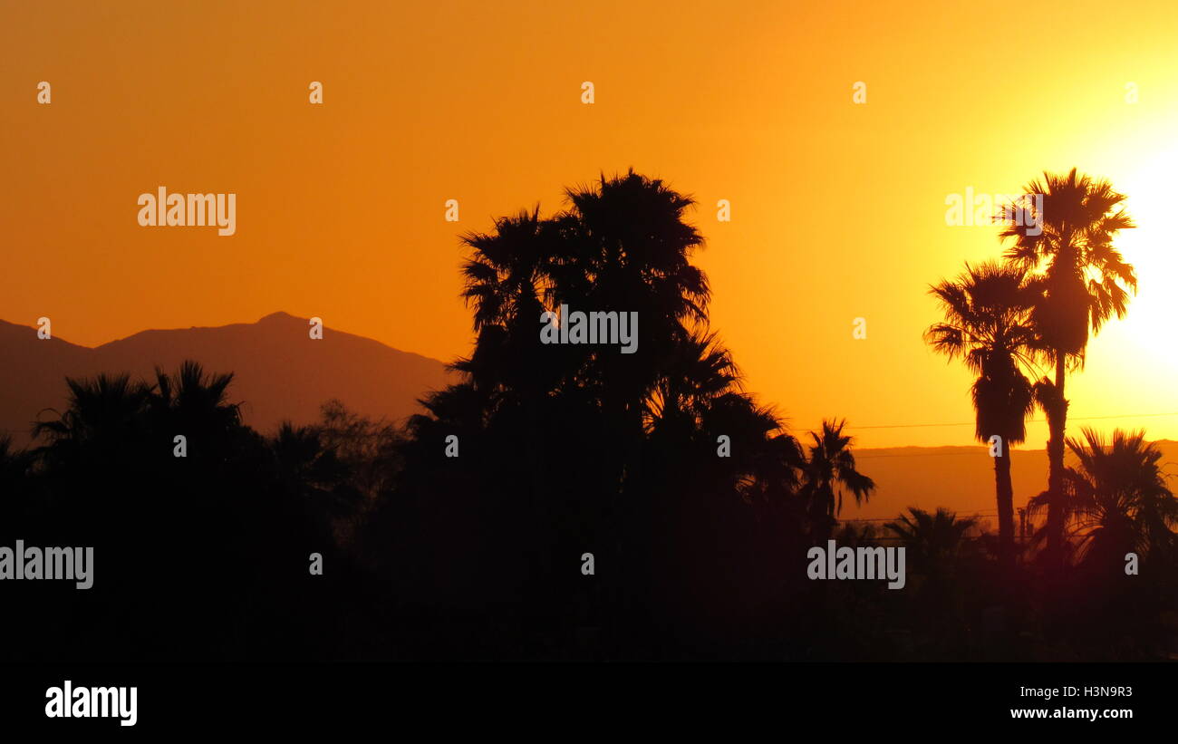 California desert palm oasis scene with sunrise behind the silhouetted trees Stock Photo