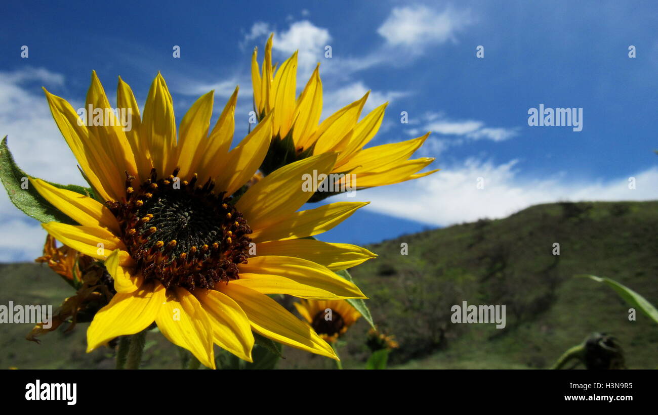 California wild sunflowers pointed towards the sky and sun with green hillside in the background Stock Photo