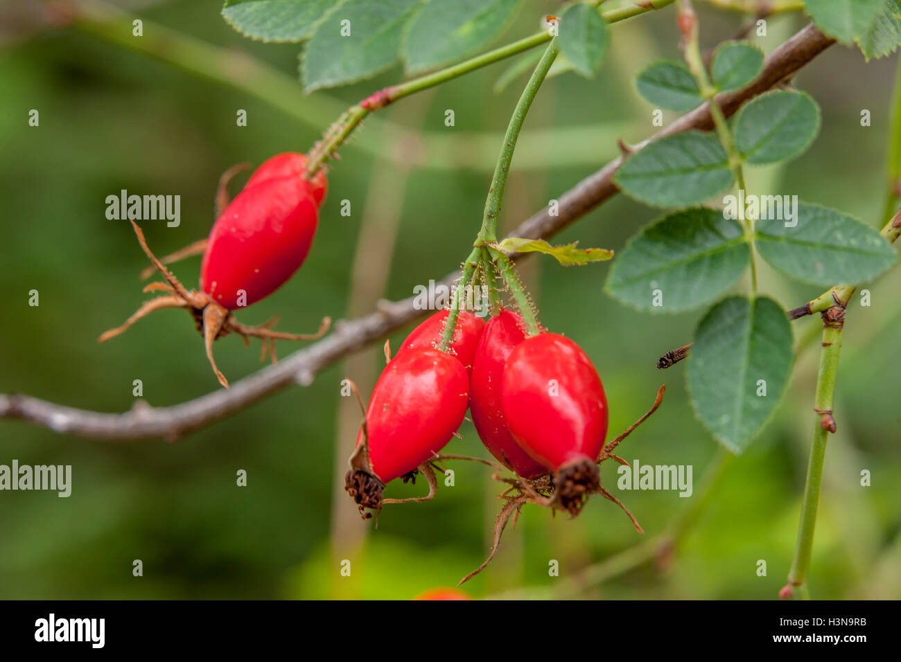 Rose hip macro hi-res stock photography and images - Alamy