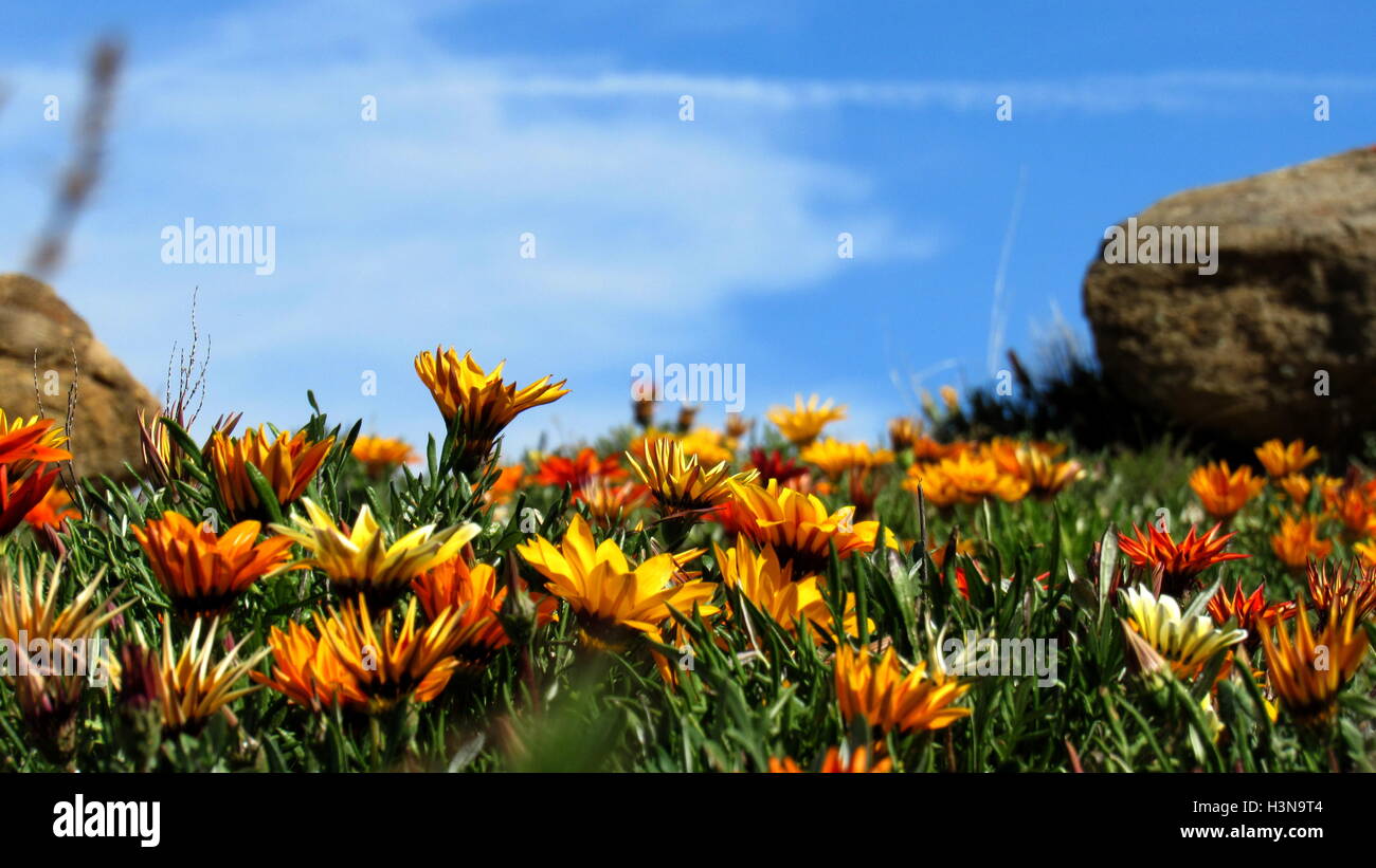 Bed of yellow orange Gazania flowers shooting up into the blue sky with rocks in the distance Stock Photo