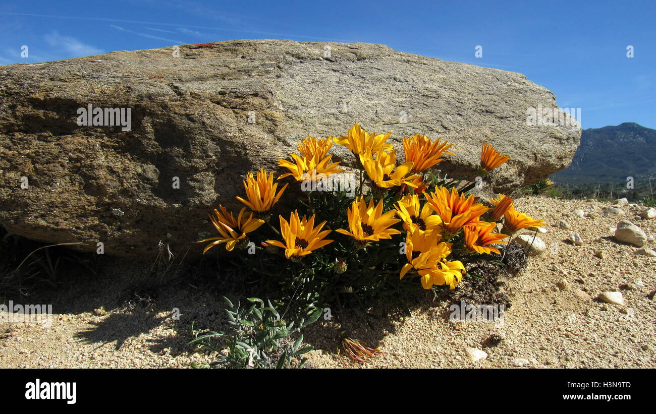 Yellow bouquet of gazania flowers growing under rock in natural dry desert environment Stock Photo