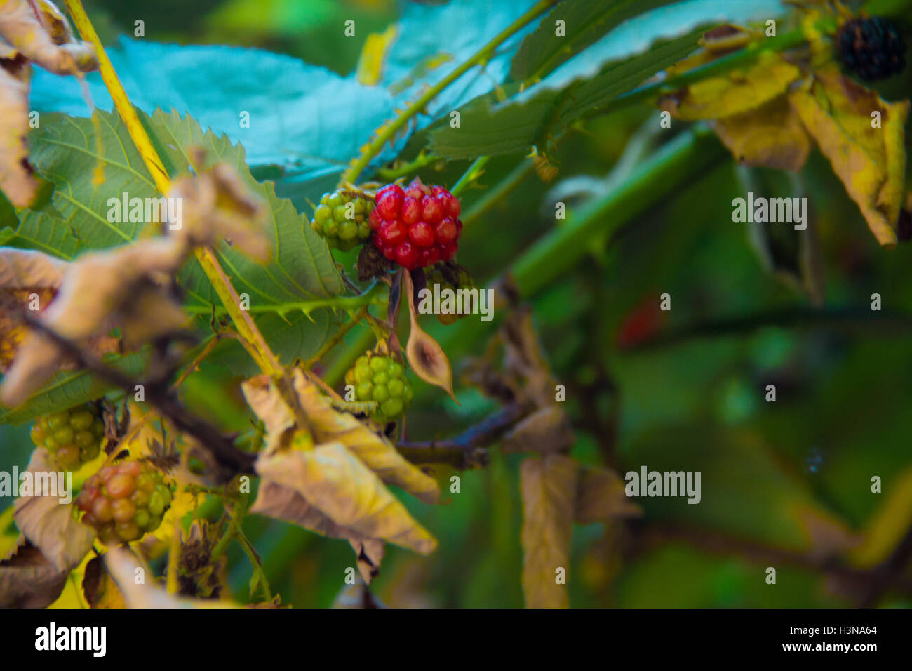 Wild berries in water hi-res stock photography and images - Alamy