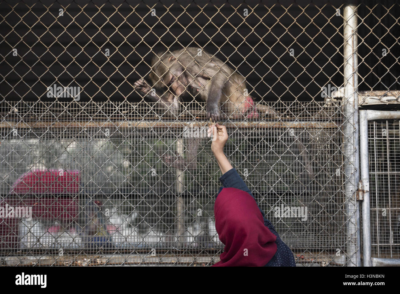 Gaza City, The Gaza Strip, Palestine. 9th Oct, 2016. A Palestinian girl