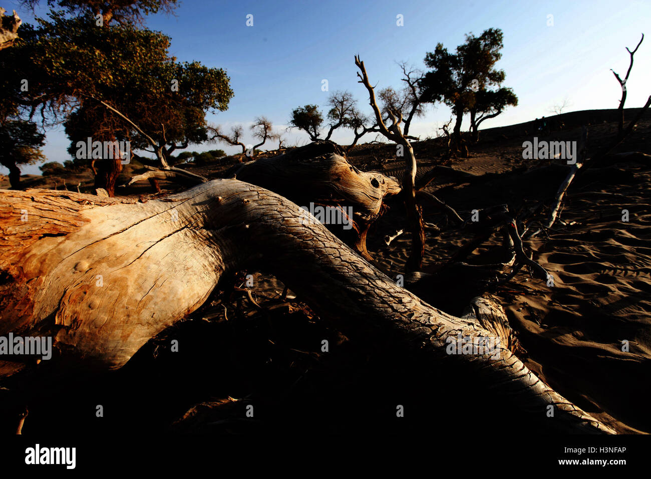 Ejina, Ejina, China. 3rd Oct, 2016. Ejina, CHINA-October 3 2016:?(EDITORIAL?USE?ONLY.?CHINA?OUT) A dead poplar lies in the populus euphratica forest in Ejina Banner, north ChinaÂ¡Â¯s Inner Mongolia Autonomous Region, October 3rd, 2016.People can see 1,000-year-old poplars, standing dead poplars and lying poplars which never decay in Ejina. © SIPA Asia/ZUMA Wire/Alamy Live News Stock Photo