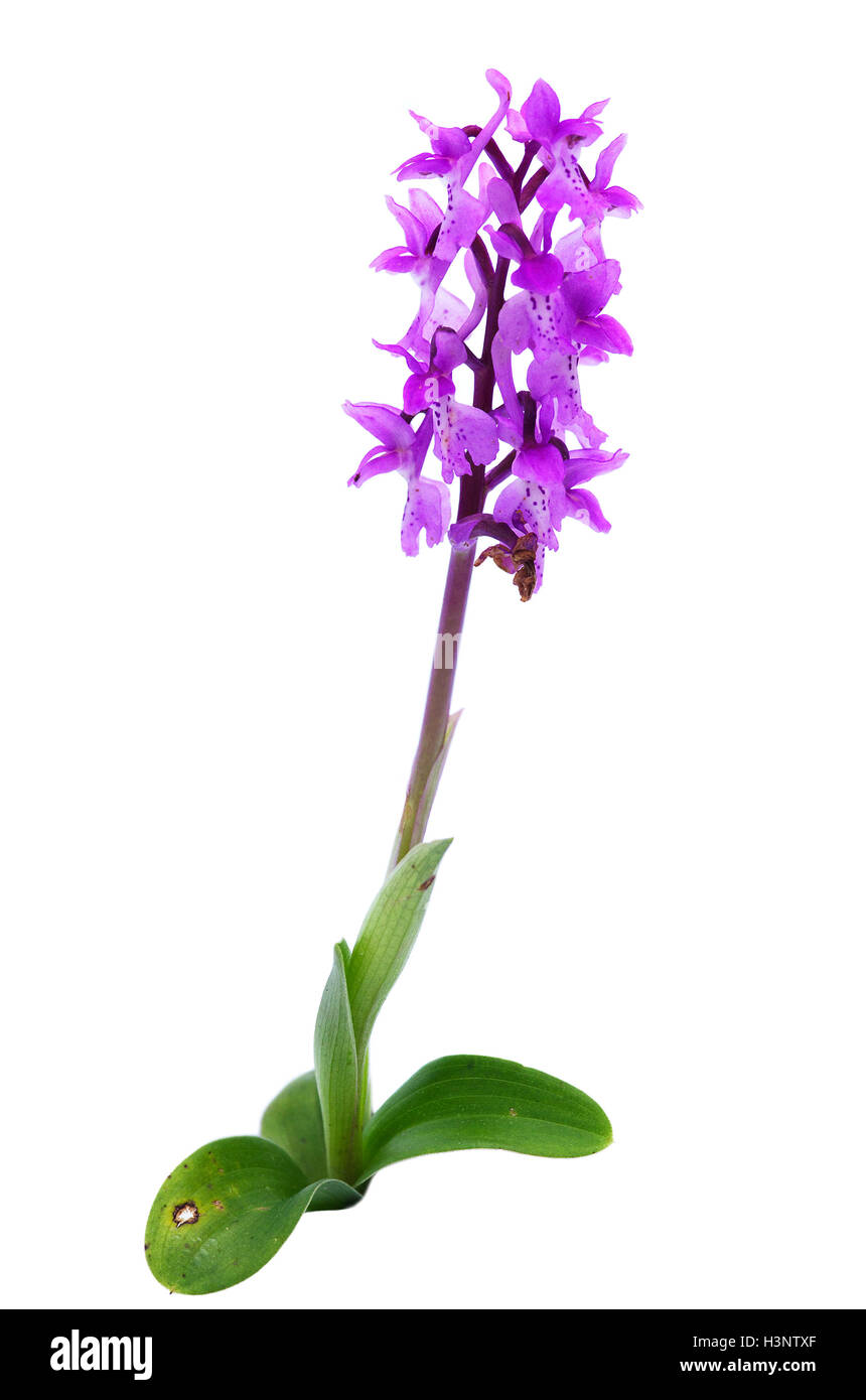 Wild Early Purple Orchid (Orchis mascula) isolated over a white background. Full plant. Arrabida mountains, Portugal. Stock Photo