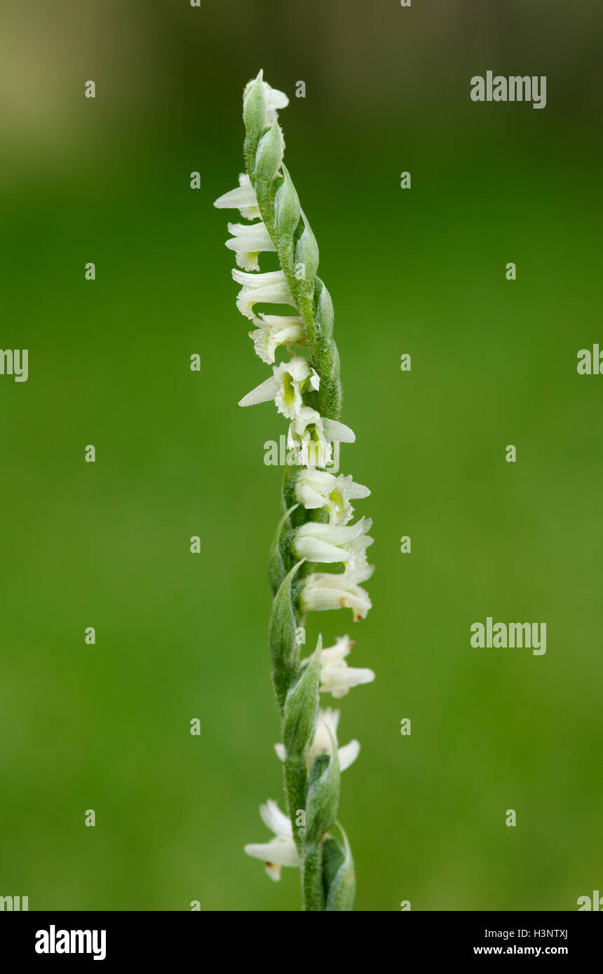 Autumn Lady's Tresses orchid flower spike - Spiranthes spiralis Stock Photo