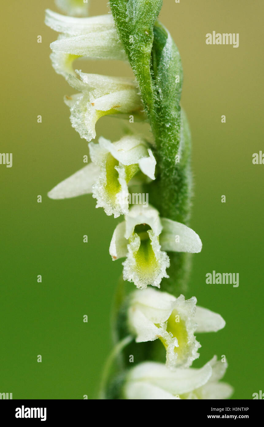 Autumn Lady's Tresses orchid flower detail - Spiranthes spiralis Stock Photo