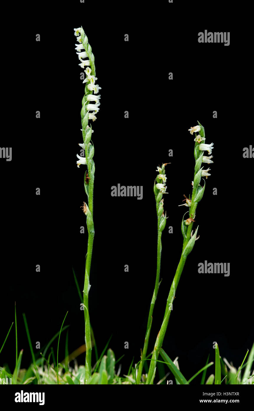 Autumn Lady's Tresses orchid over black - Spiranthes spiralis Stock Photo