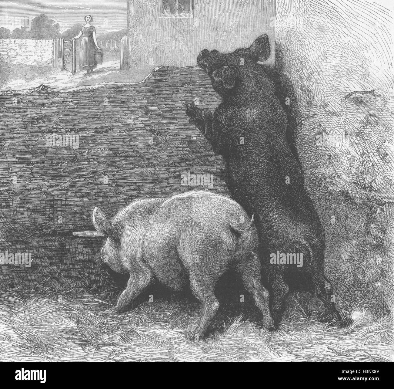 PIGS Expectation 1871. The Graphic Stock Photo