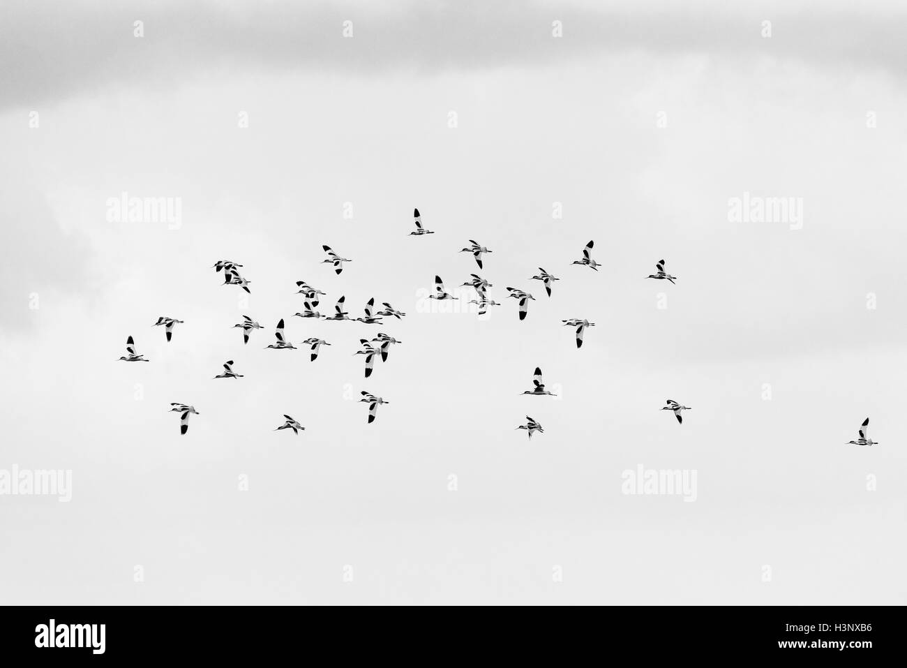 A black and white shot flock of flying Avocets at Two Tree Island Stock Photo