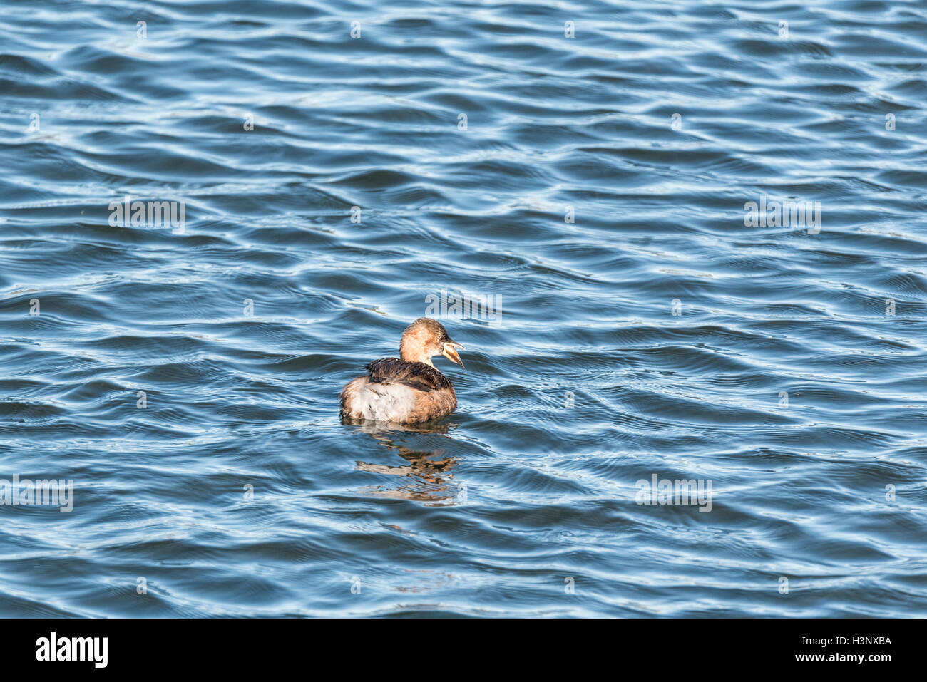 A Little Grebe with a fish Stock Photo