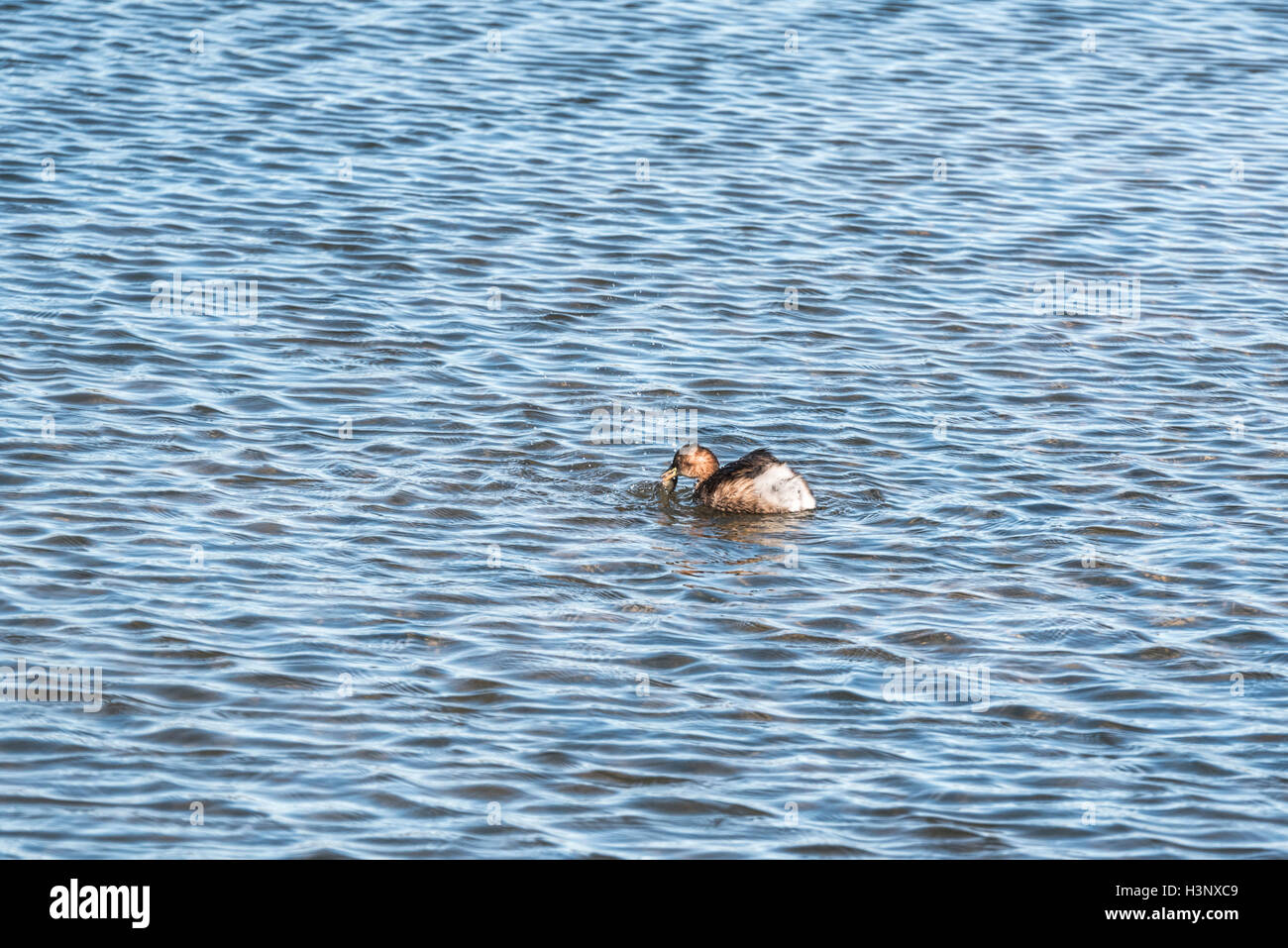 A Little Grebe with a fish Stock Photo