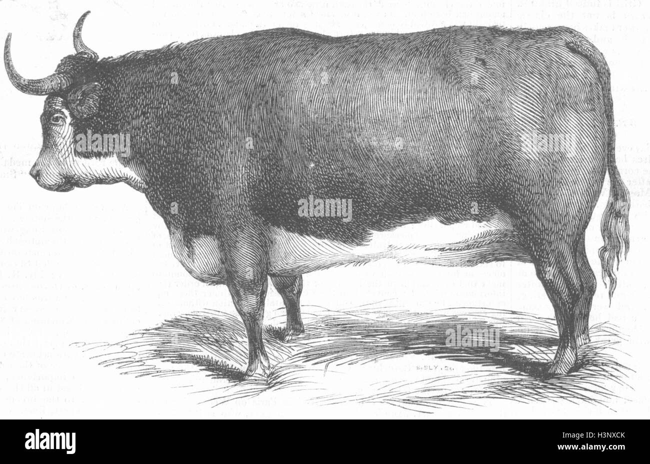 HEREFORD L Meire's 3 years & 11 1 2 months ox 1842. Illustrated London News Stock Photo