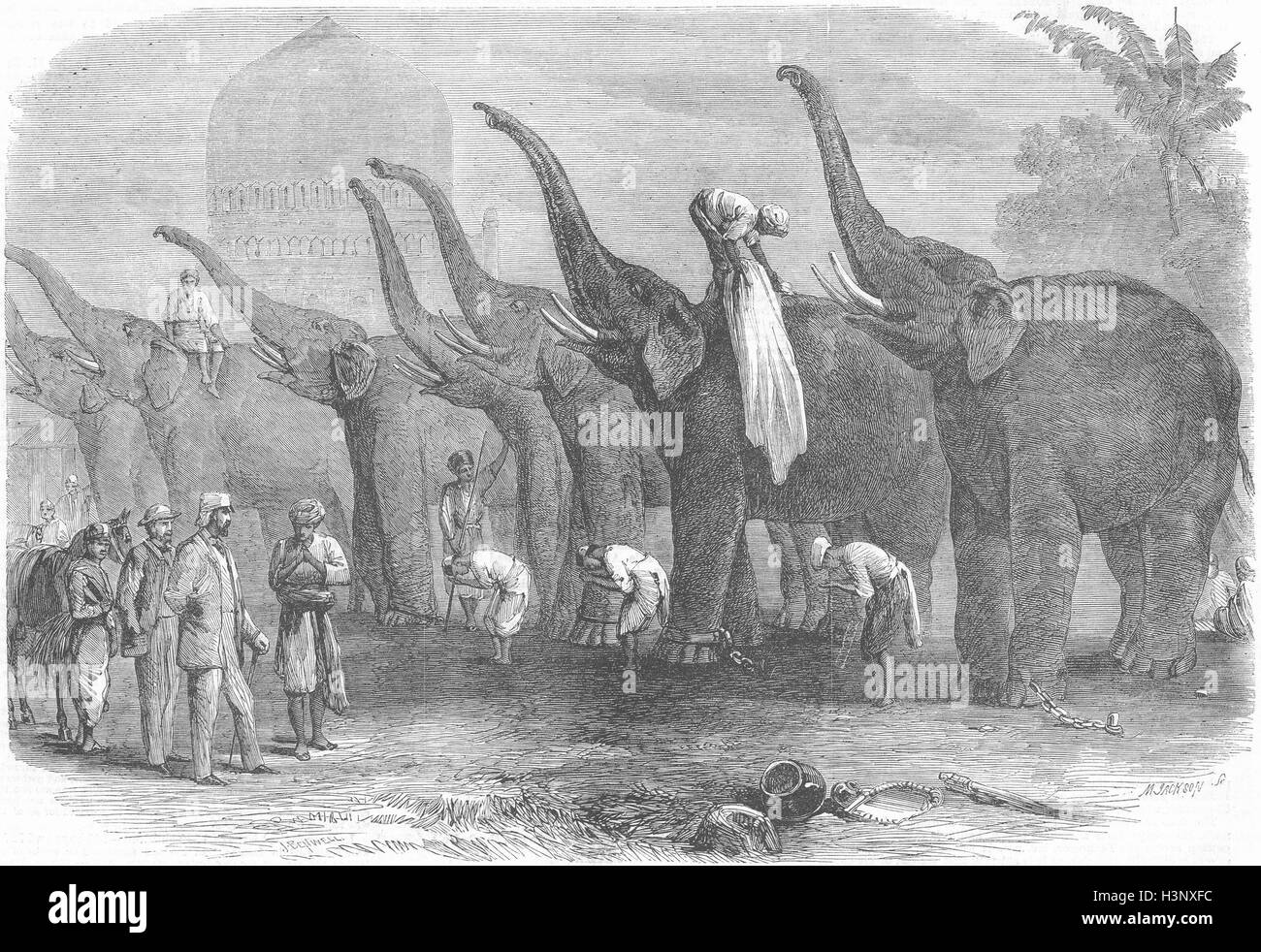 DANAPUR Squad of elephants saluting commandant 1864. Illustrated London News Stock Photo
