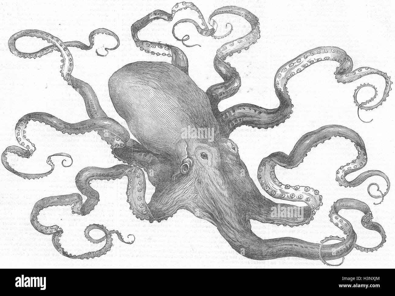 OCTOPUS Eight-armed cuttle-fish, aquarium 1871. Illustrated London News Stock Photo