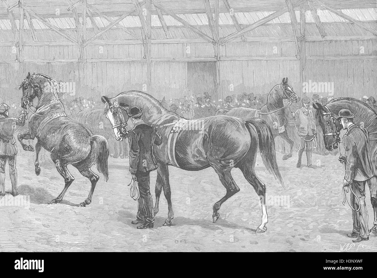 NEWCASTLE, TYNE farm show Thoroughbred stallions 1887. The Graphic