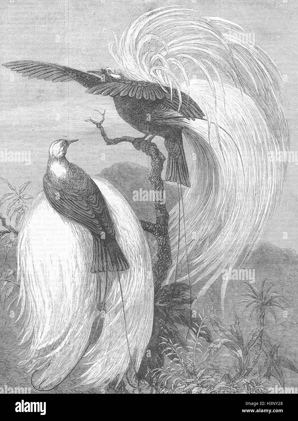 LONDON Birds of Paradise at the zoo 1878. Illustrated London News Stock Photo