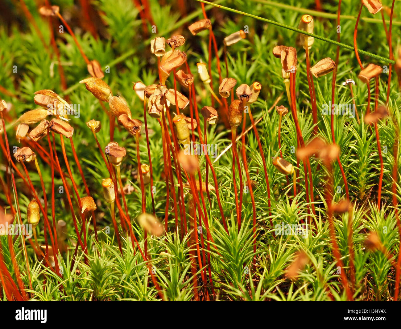 Common Haircap moss (Polytrichum commune) with mature seedpods on reddish stalks Stock Photo