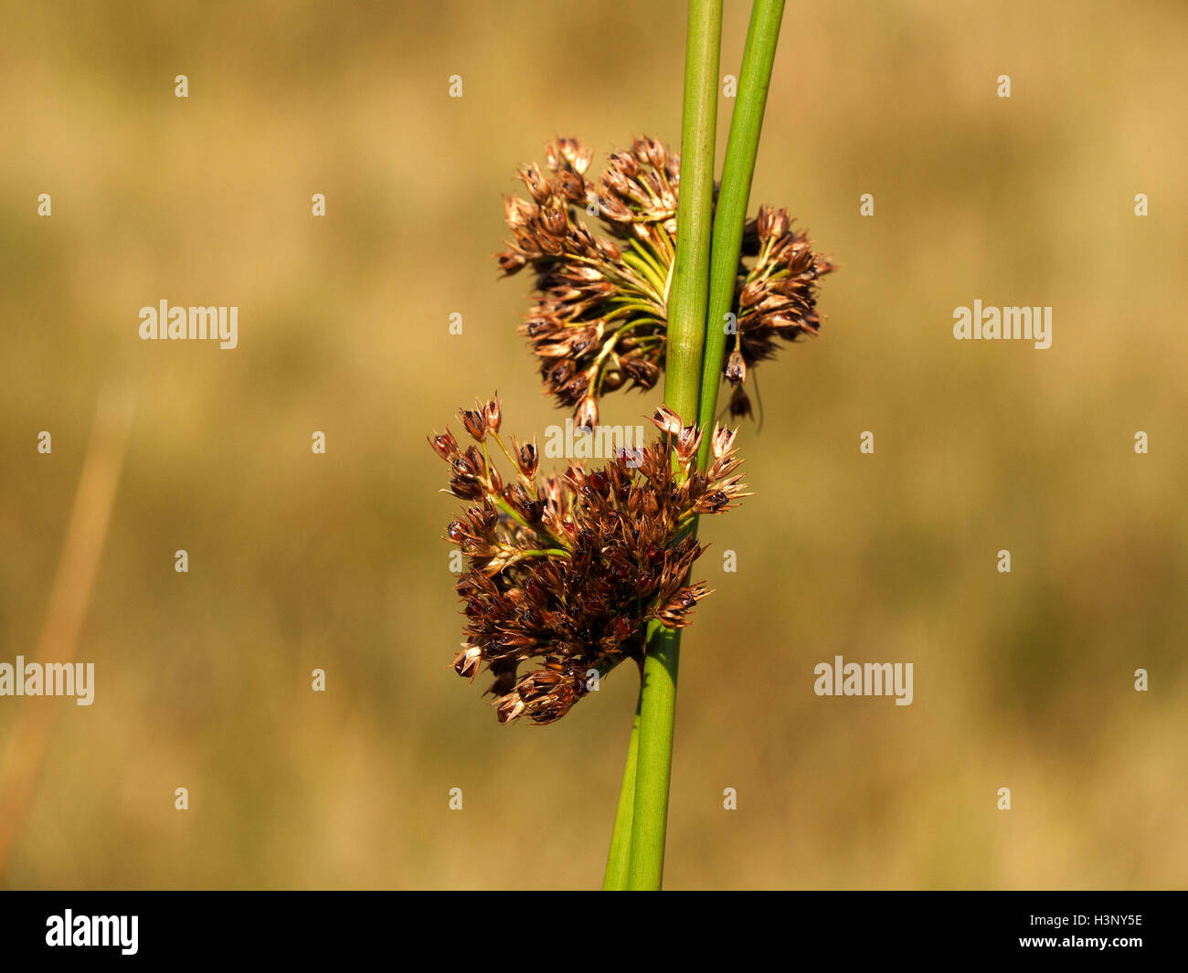 brown flowers of Common or Soft Rush (Juncus effusus) on crossing green