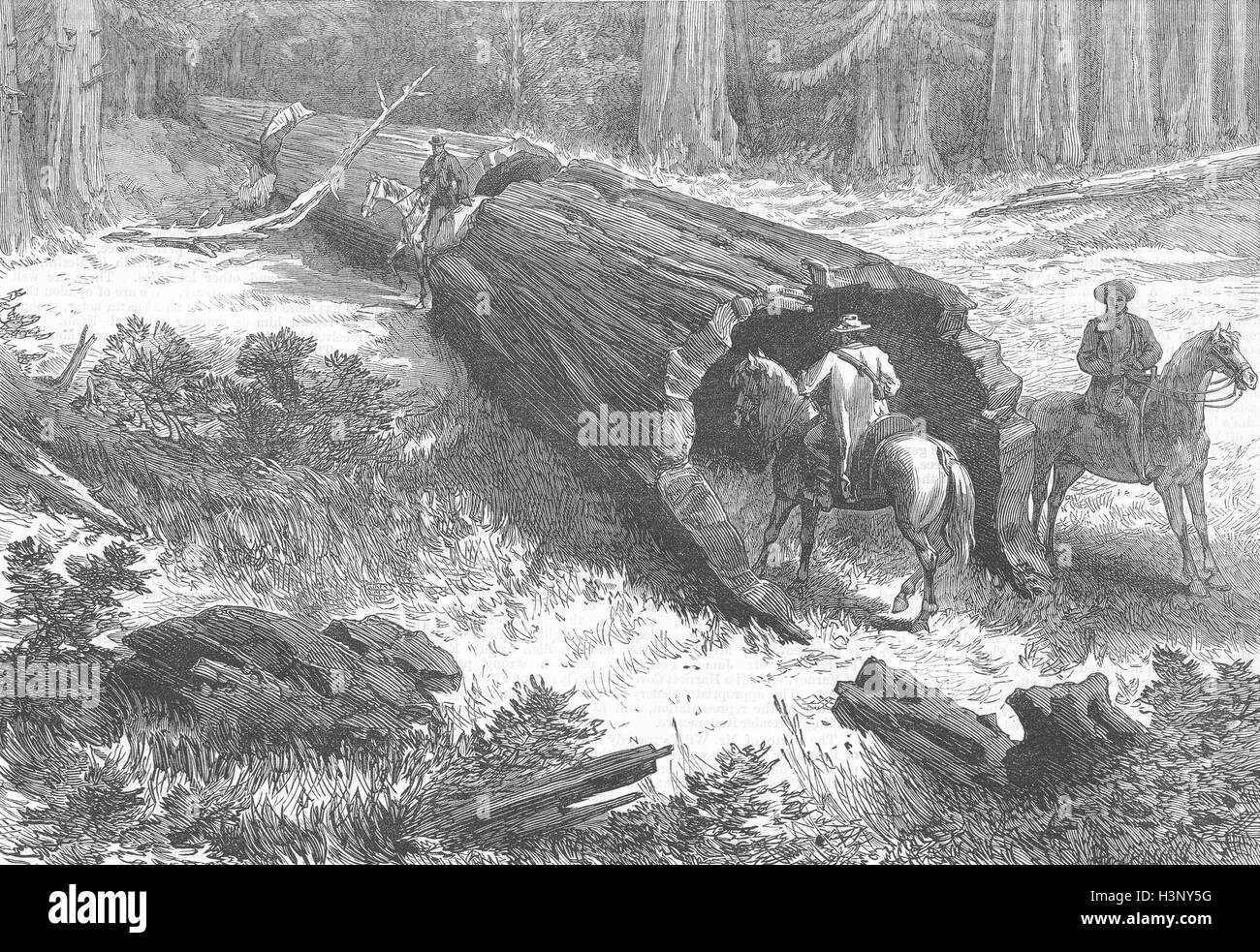 CALIFORNIA Great fallen tree, Mariposa 1877. Illustrated London News Stock Photo