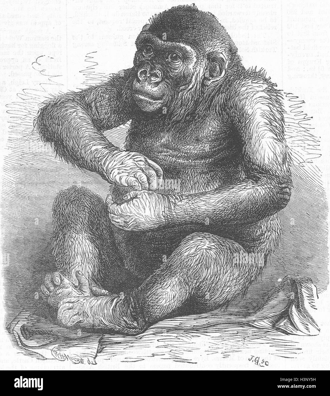 LONDON Gorilla Pongo, Royal Aquarium, Westminster 1877. Illustrated London News Stock Photo