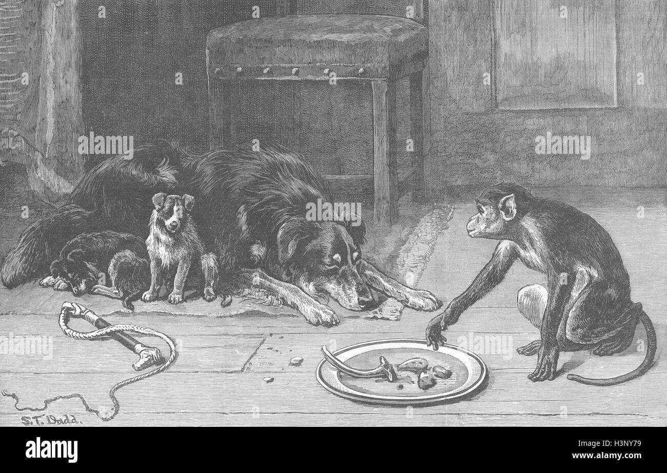 MONKEYS Petty Larceny 1884. Illustrated London News Stock Photo