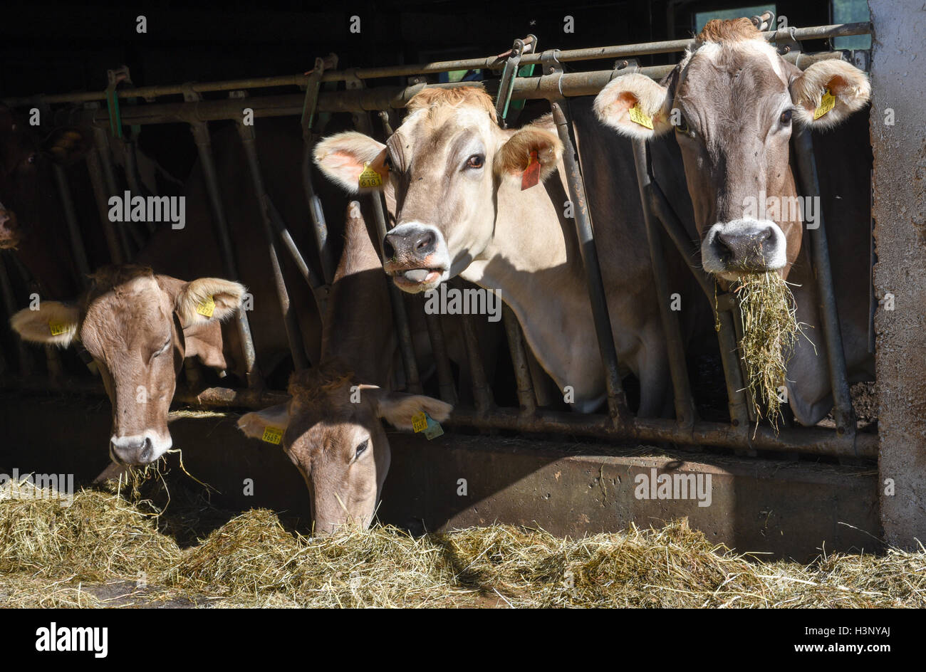 Brown Swiss cows Feeding at a farm on the Swiss alps Stock Photo Alamy