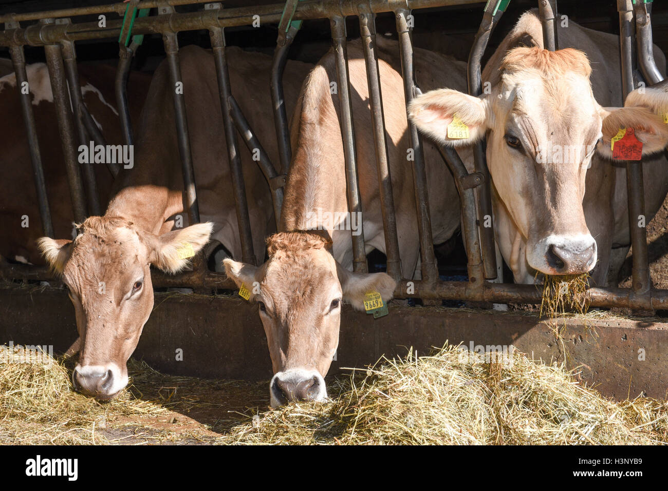 Brown swiss cows hires stock photography and images Alamy