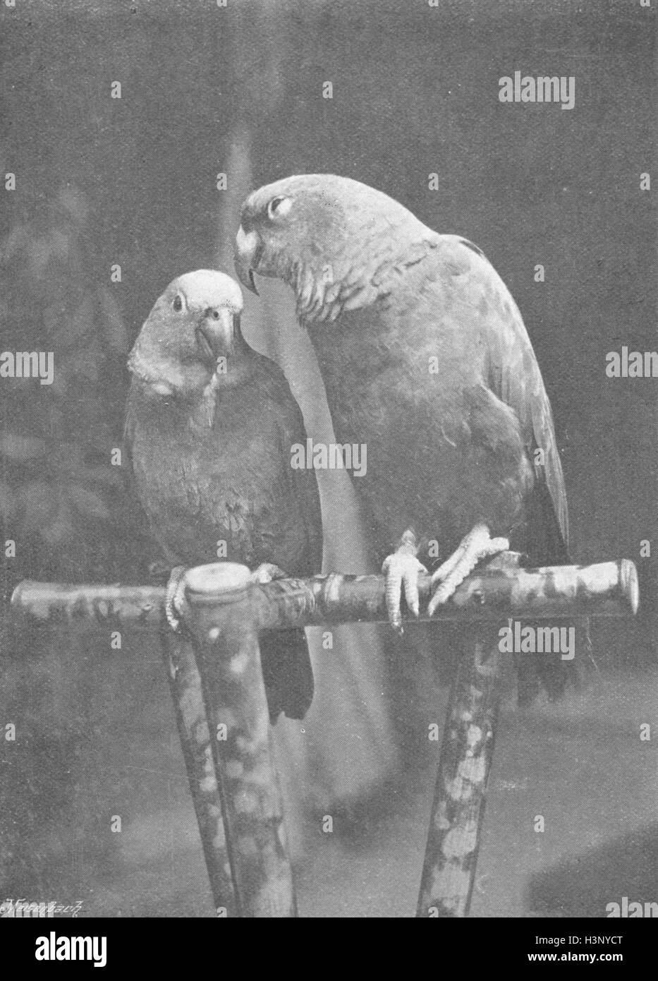 PARROTS The proposal 1895. The Graphic Stock Photo