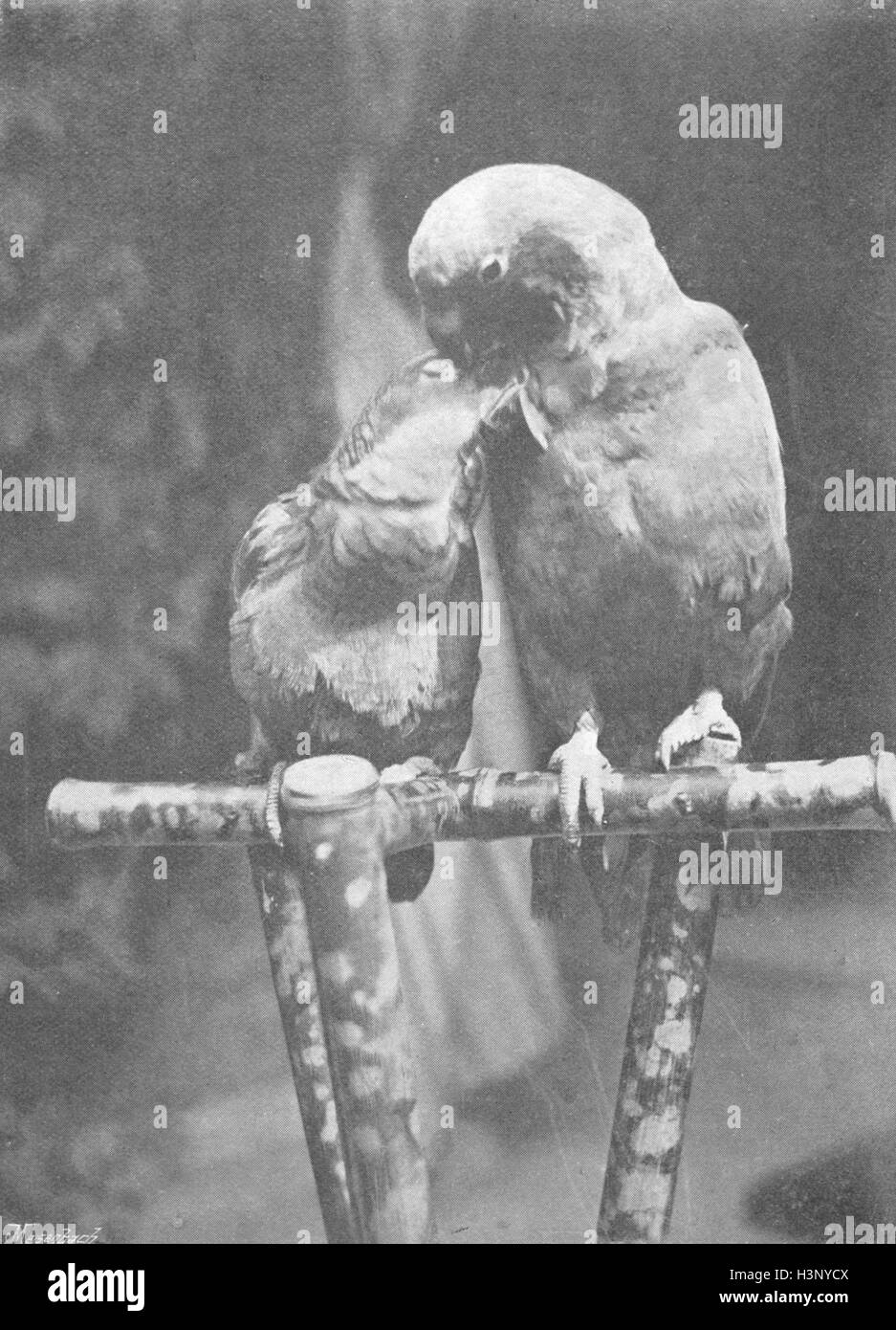 PARROTS Accepted 1895. The Graphic Stock Photo