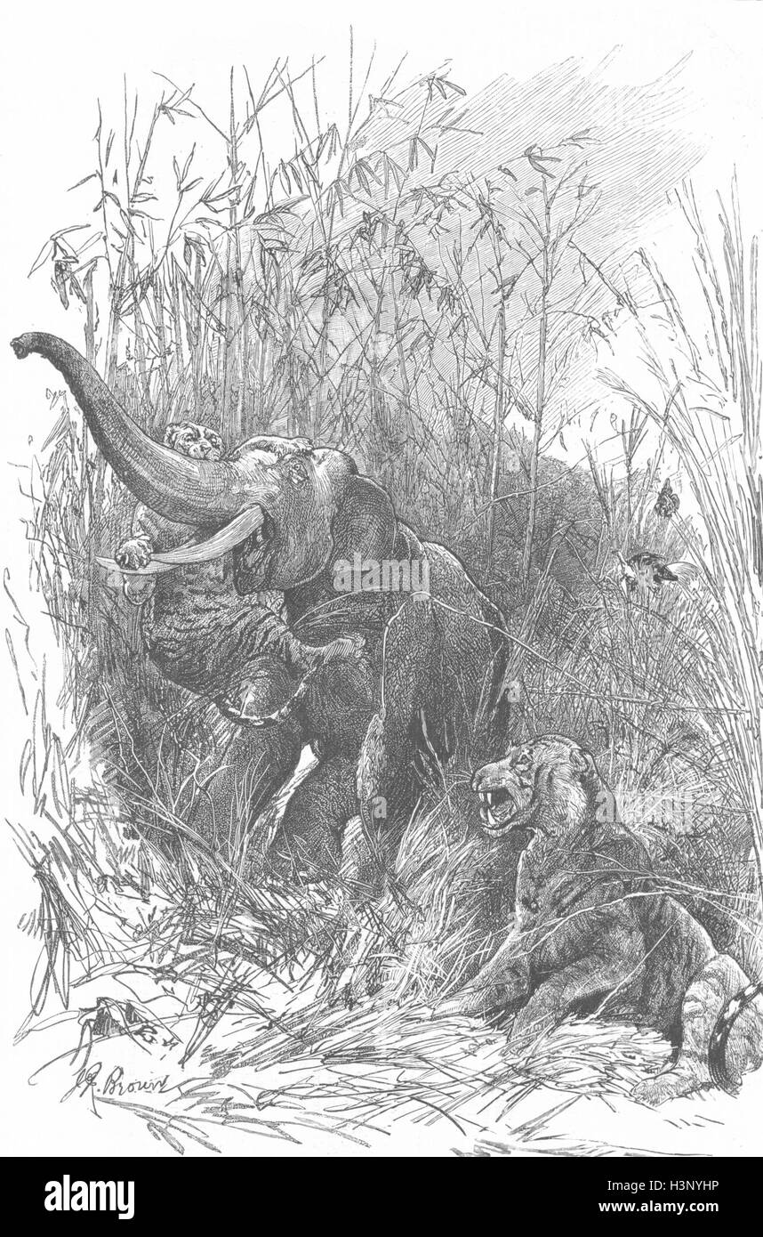 INDIA Trophy kooch Bihar-fight elephant tiger 1886. The Graphic Stock Photo