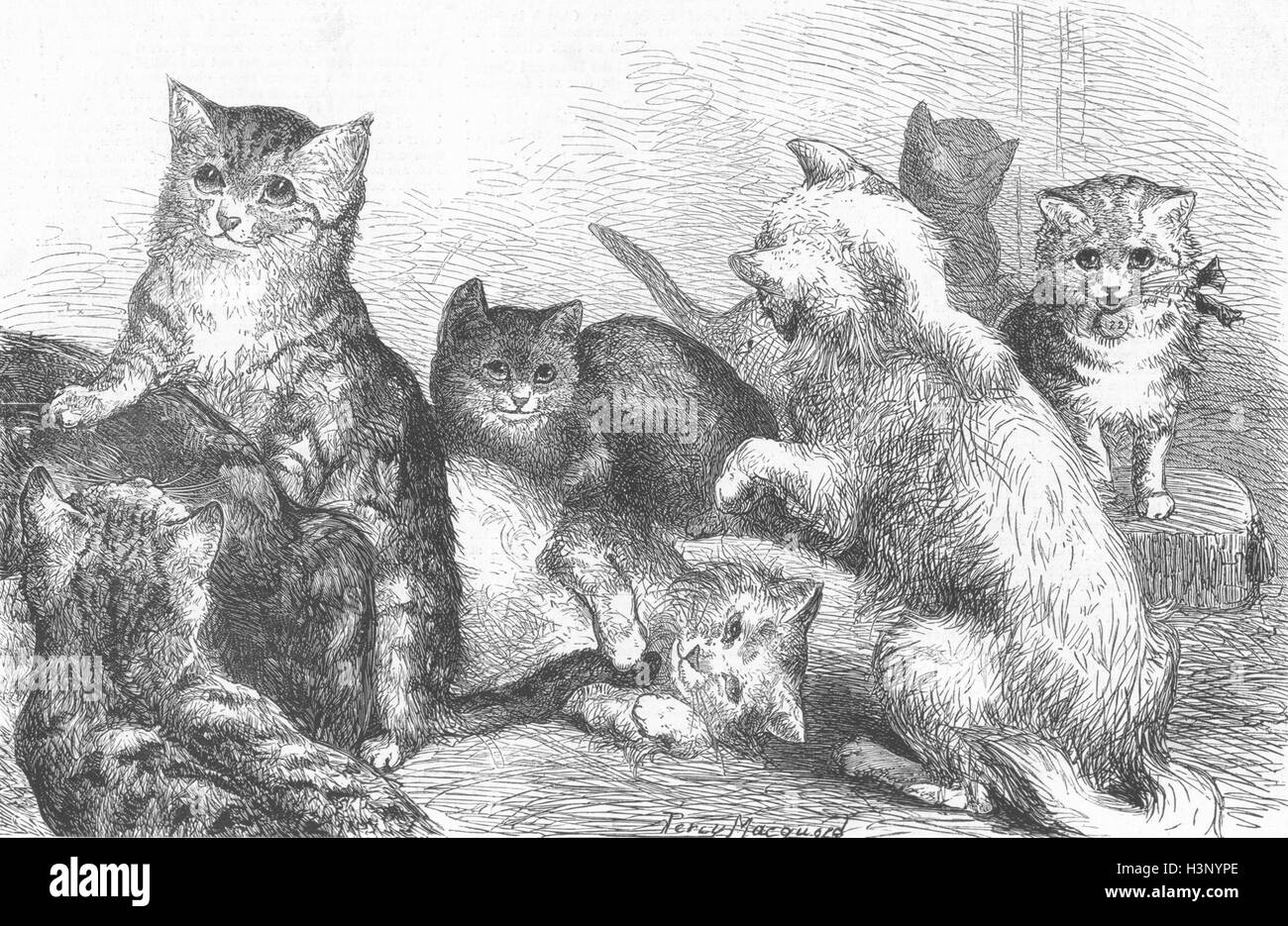 LONDON Kittens, crystal palace cat show 1872. The Graphic Stock Photo