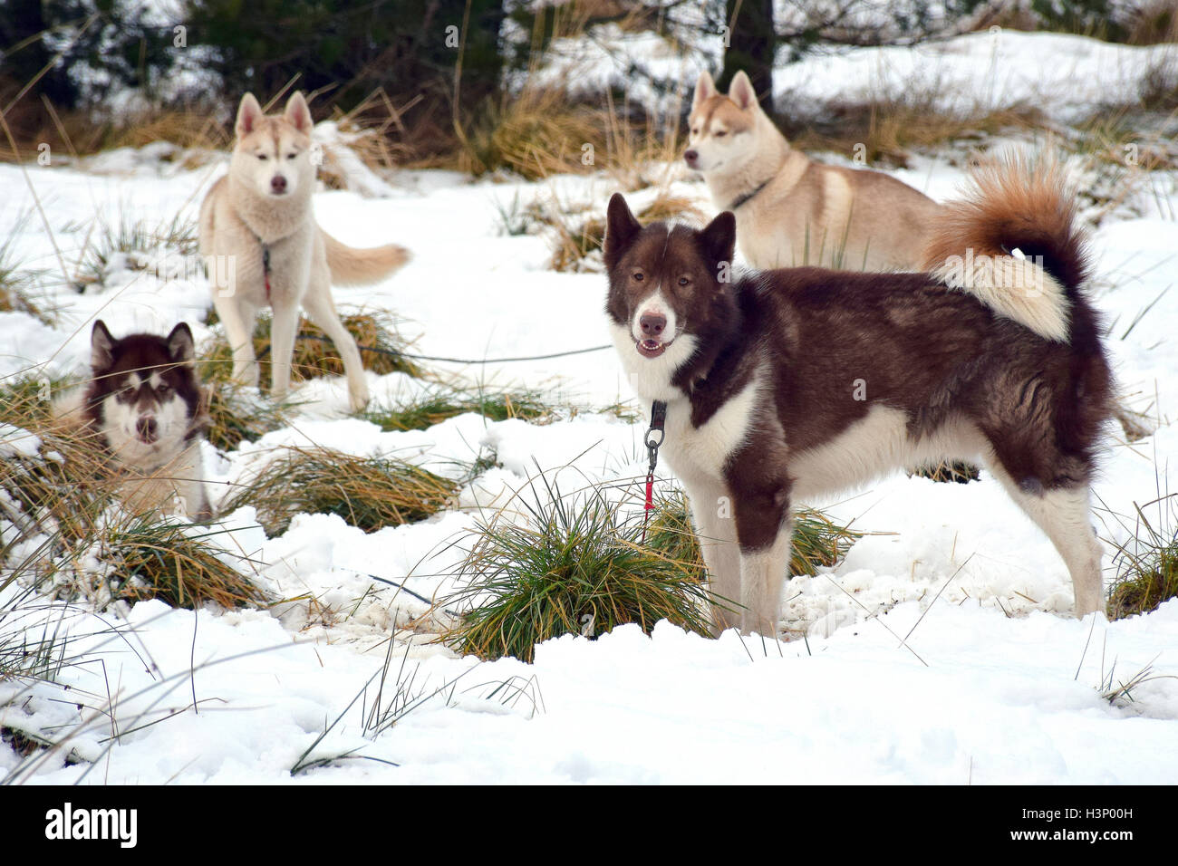 Sled dogs in snow hires stock photography and images Alamy
