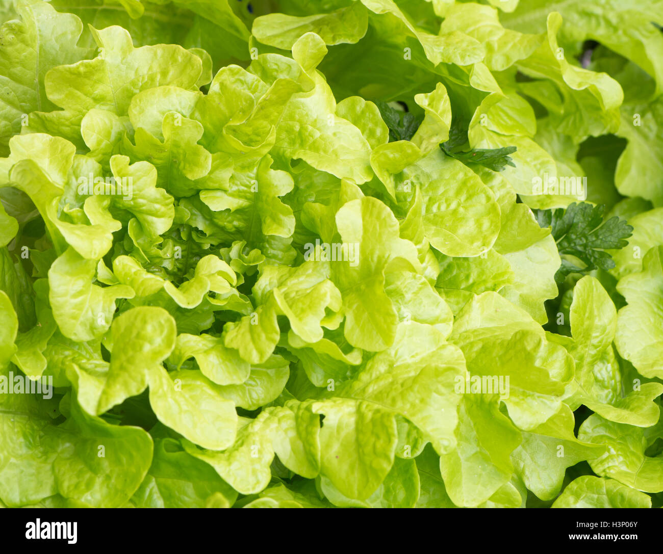 Background of fresh green salad leaves Stock Photo Alamy