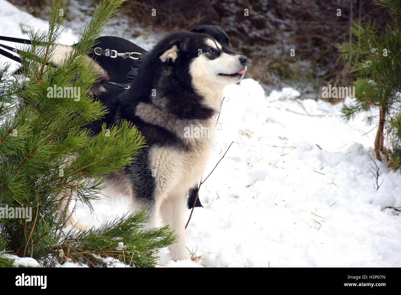 Sled dogs in snow hires stock photography and images Alamy