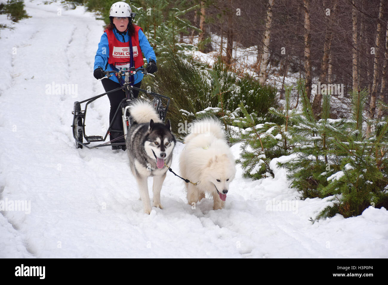 Dogs pulling racing sled Stock Photo Alamy