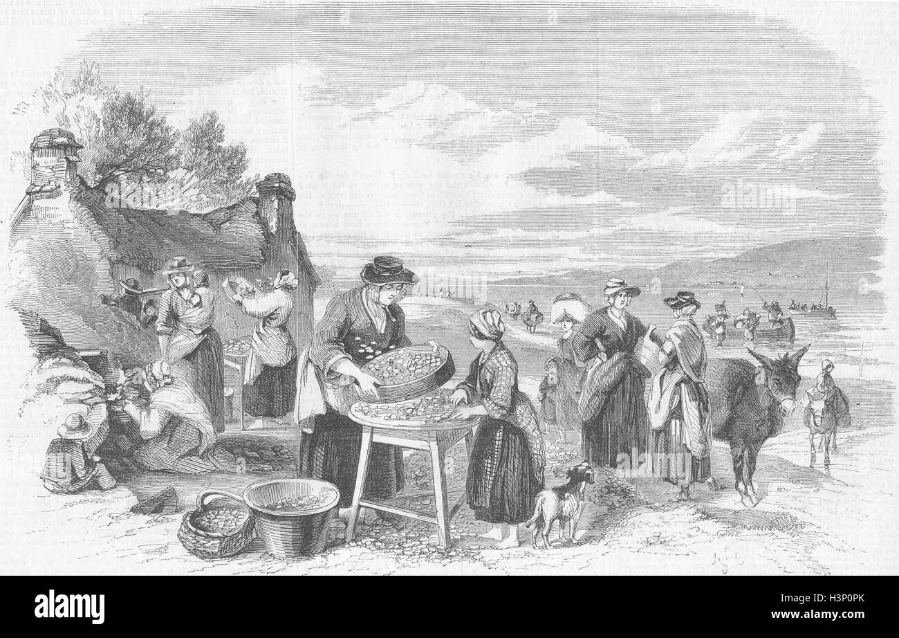 PENCLAWDD Cockle gathering Boiling sifting cockles 1857. Illustrated