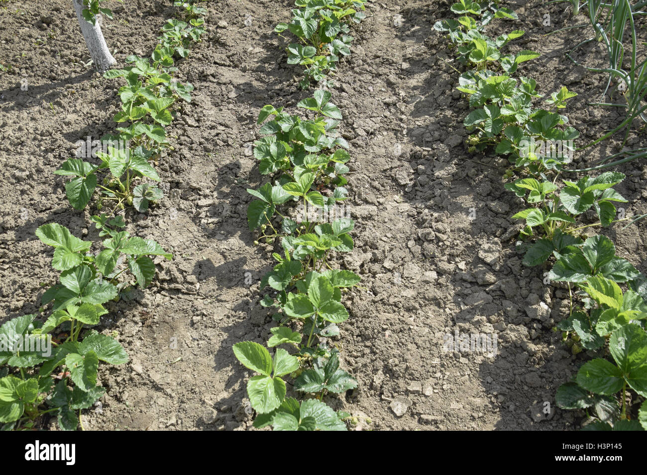 The bed of strawberries in the garden. Growing strawberries in rows ...