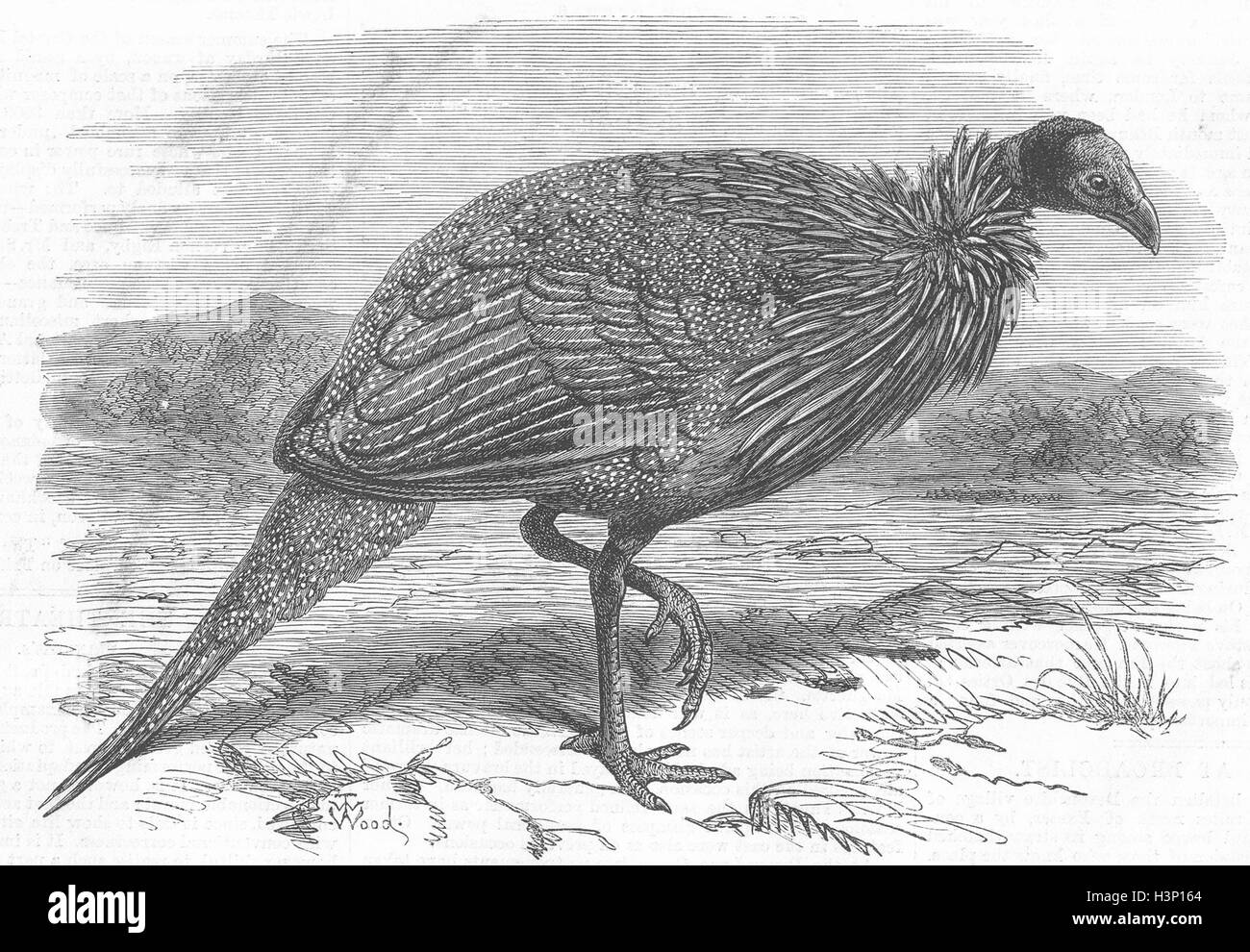 LONDON Vulturine Guinea-Fowl, zoo 1870. Illustrated London News Stock Photo