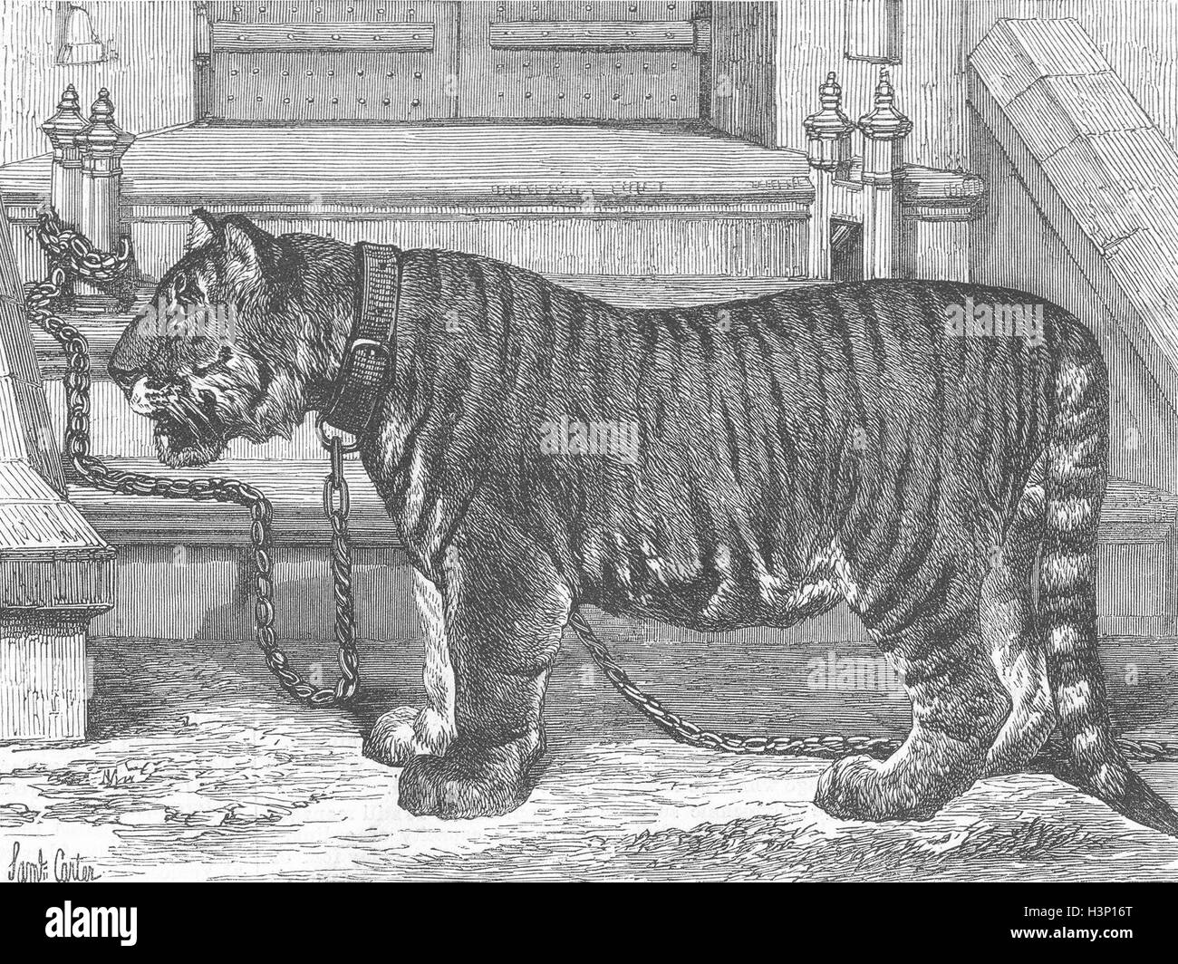 TIGERS Regimental pet of Royal Chennai Fusiliers 1870. Illustrated London News Stock Photo