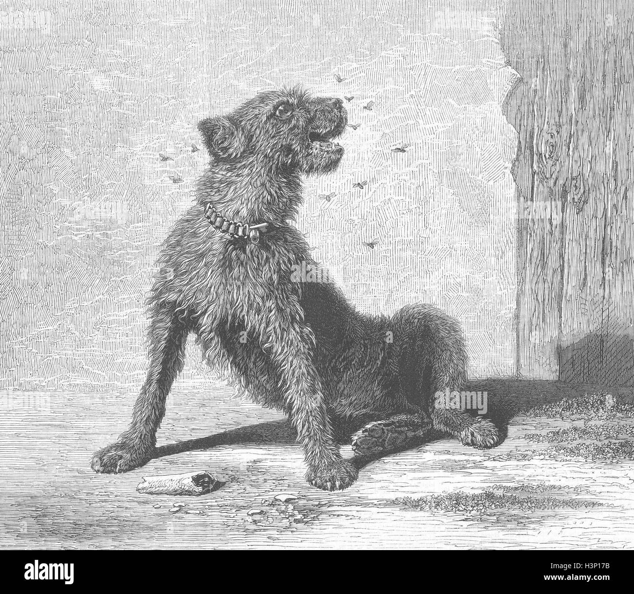 DOGS Catching flies 1870. Illustrated London News Stock Photo Alamy